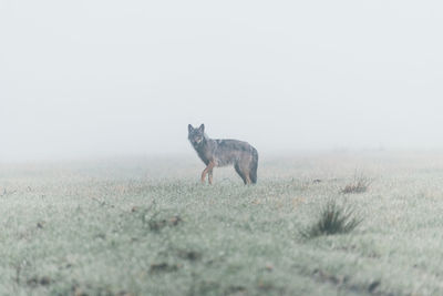 Gray wolf hunting deer, early foggy morning. unexpected meeting.