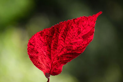 Close-up of red leaf on plant