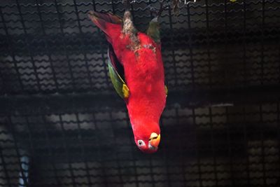 Close-up of parrot perching in cage