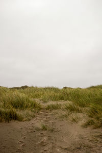 Scenic view of grassy field against sky