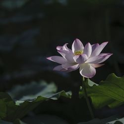 Close-up of pink flowering plant