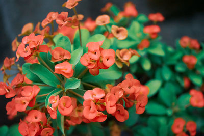 Close-up of orange flowering plants