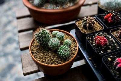 High angle view of potted plants on table