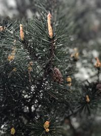 Close-up of tree during winter
