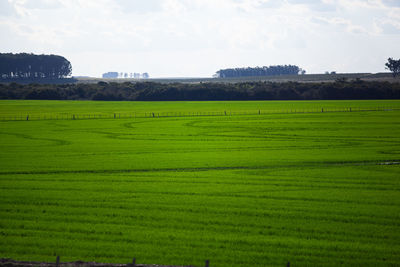 Scenic view of agricultural field against sky