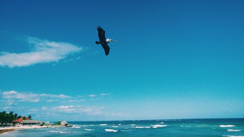 Seagull flying over sea against blue sky