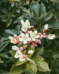 Close-up of flowers