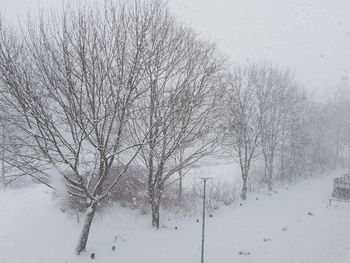 Bare trees against sky during winter