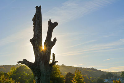 Silhouette tree against sky during sunset