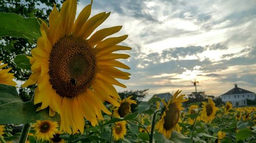 Close-up of sunflower blooming in field