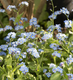 The forget-me-not, myosotis is a popular spring flowering plant 