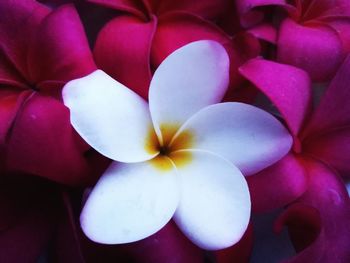 Close-up of frangipani