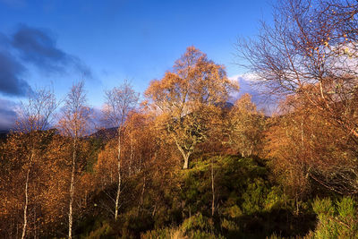 Close-up of wet tree against sky during sunset
