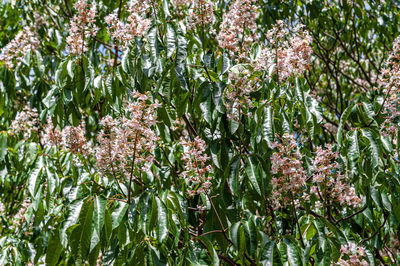 Close-up of pink flowering plants