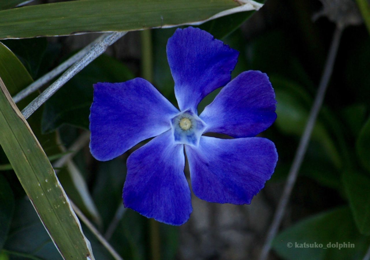 CLOSE-UP OF PURPLE FLOWERS BLOOMING