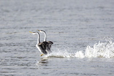 Close-up of bird in lake