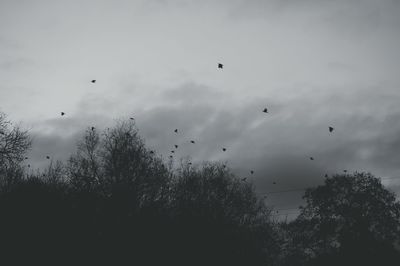 Low angle view of birds flying in sky