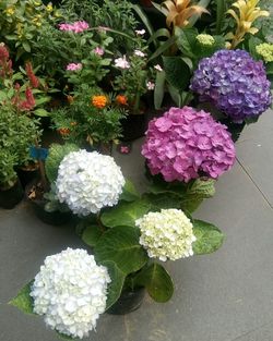 Close-up of flowers blooming outdoors