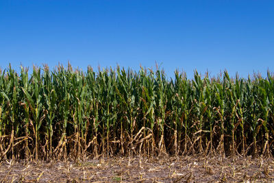 Crops growing on field against clear sky