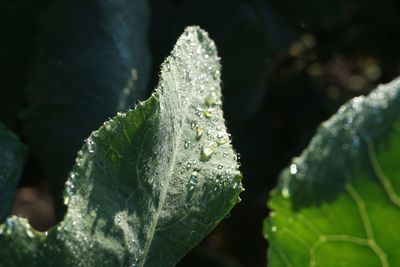 Close-up of water drops on leaf during winter