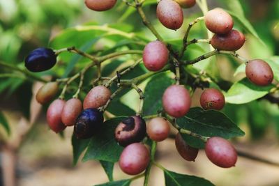 Close-up of cherries growing on tree