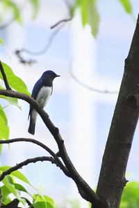 Low angle view of bird perching on branch