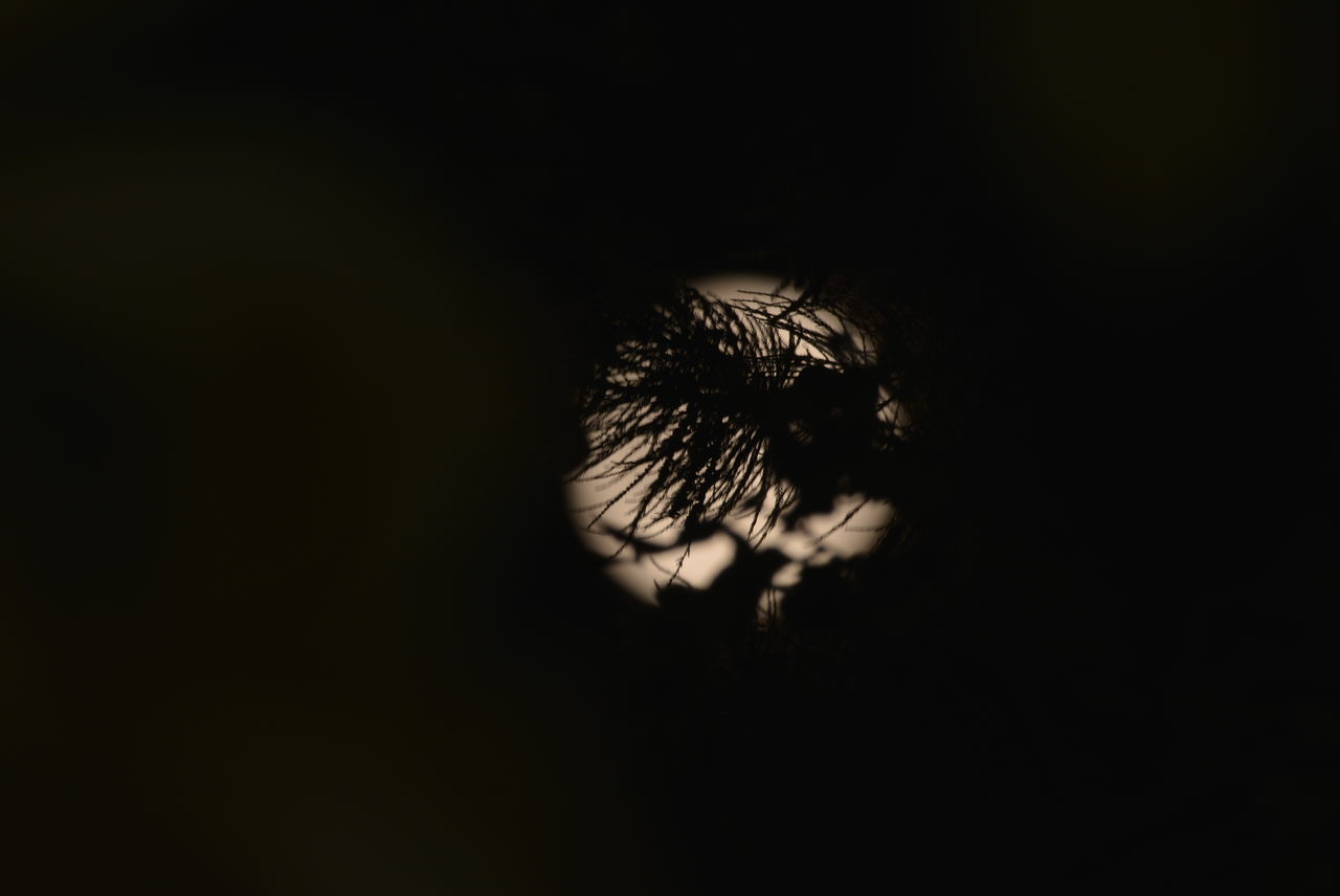 CLOSE-UP OF SILHOUETTE PLANT