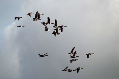 Flock of birds flying against sky