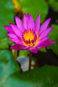 Close-up of purple water lily blooming outdoors