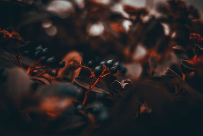 Close-up of berries growing on plant