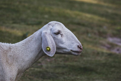 Close-up of an animal representation on land