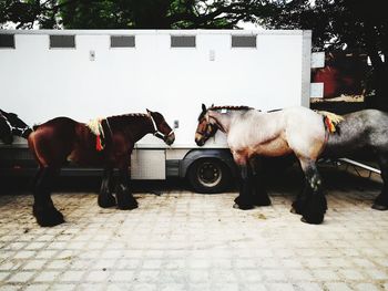 Horses standing outdoors