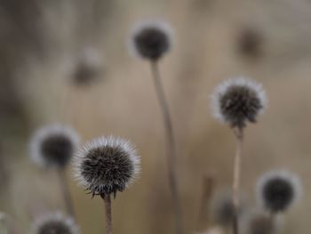 Close-up of flowers against blurred background