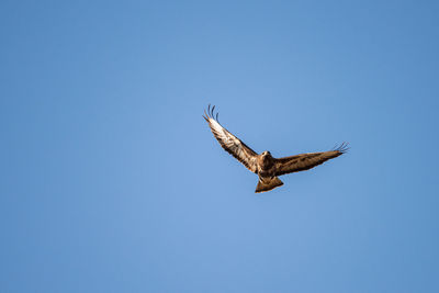 Low angle view of bird flying against clear blue sky