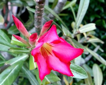 Close-up of pink day lily blooming outdoors