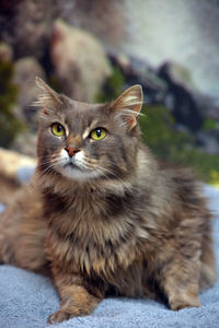 Close-up portrait of a cat