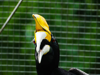 Picture of hornbill bird / buceros on a zoo. this bird has a big beak that shaped like a cow horn.