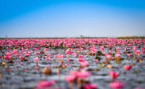 Close-up of pink flowering plants on field against clear sky