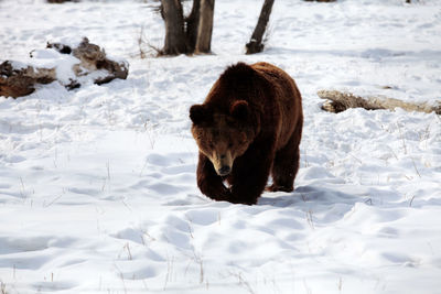 Brown bear walking on snowy field during winter