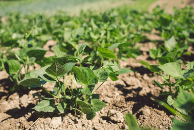 High angle view of plants growing on field