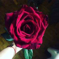 Close-up of pink rose