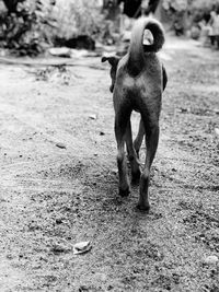 Dog running in a field