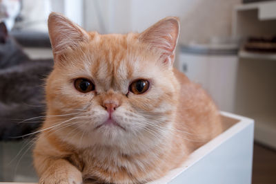 Close-up portrait of a cat