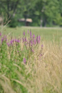 Close-up of purple flowers growing in field