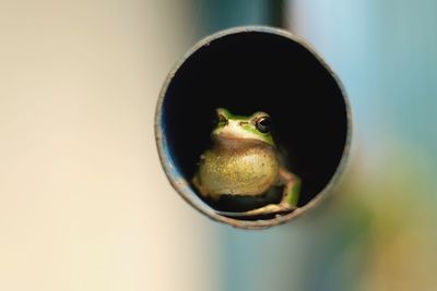 Close-up of a bird