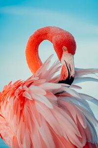 Close-up of flamingo