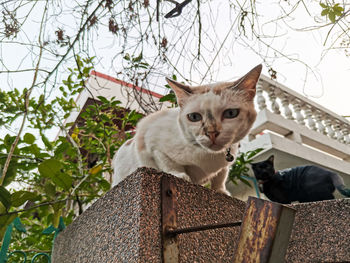 Portrait of cat by tree against plants