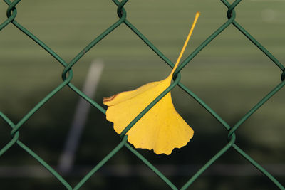 Close-up of yellow leaf on chainlink fence