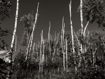 Low angle view of trees