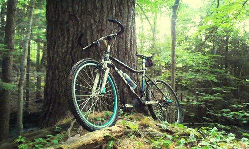 Trees in forest